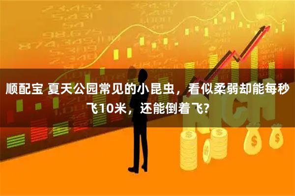 顺配宝 夏天公园常见的小昆虫，看似柔弱却能每秒飞10米，还能倒着飞?